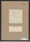 Stictodiscus sp. (de-Toni-Nr.: Genus 205) Zeichnungen Sammlung Grunow Nr. 9077 (NHMW-BOT-W0378829)